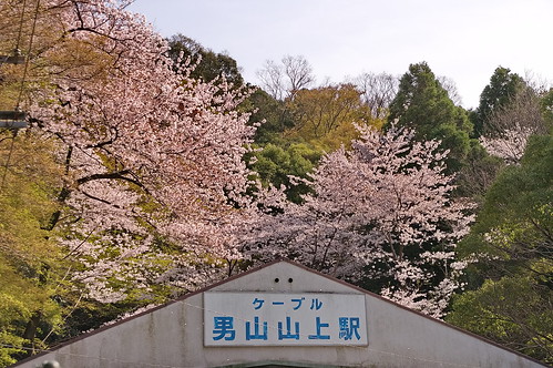【写真】2013 桜 : 石清水八幡宮/2021-12-06/IMGP9734
