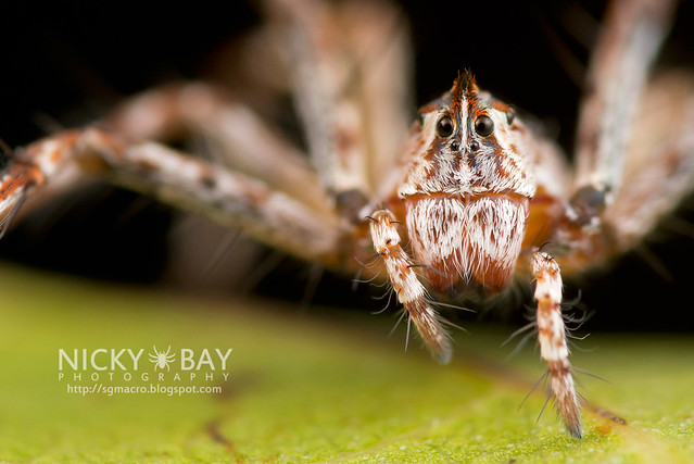 Lynx Spider (Oxyopidae) - DSC_6340b