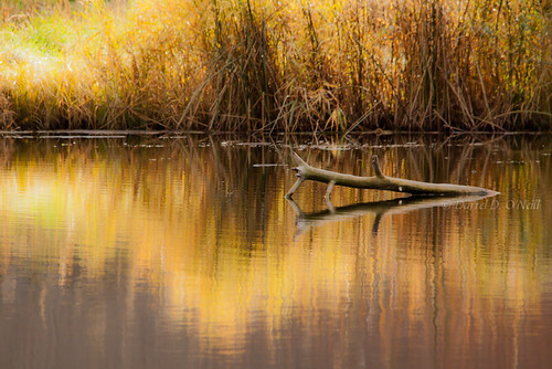 trees brown canada green nature water yellow reflections reeds landscape grey reflecting golden bc okanagan gray scenic logs cattails wetlands kelowna ponds