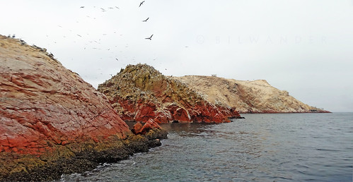 peru ballestas islands sea lions natural reserve travel bilwander ρeru