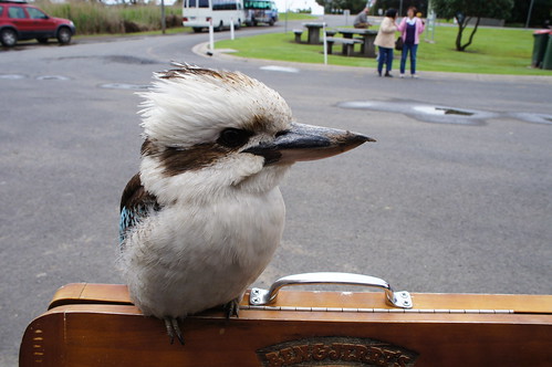 鳥の惑星 ブリスベン オーストラリア留学のことなら オーストラリア留学センター