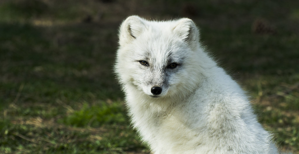 Arctic Fox 11