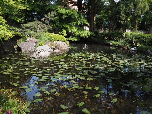 貫井神社の池