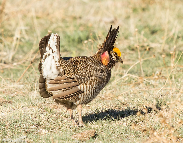 Lesser Prairie-Chicken
