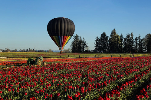 tractor hot flower field oregon shoe wooden spring farm air balloon tulip woodburn
