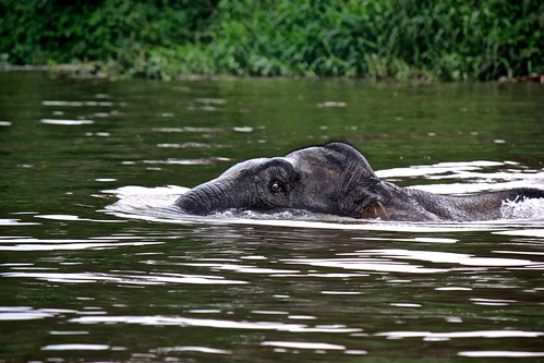 elephant swimming