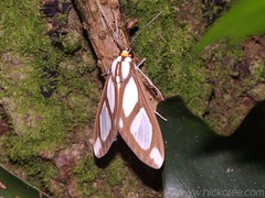 Tiger Moth - (sub)family Arctiidae