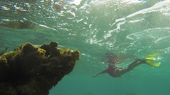 reef snorkel
