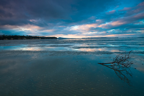 sunset newzealand reflection tree beach sand dusk auckland twig openspace intheopen