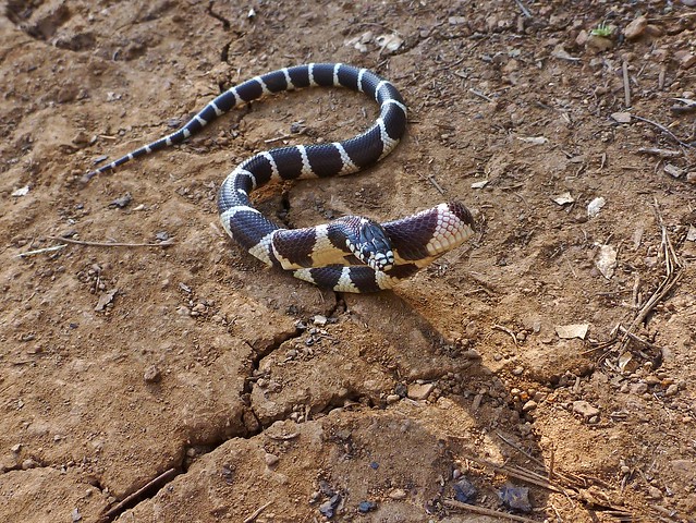 king snake or king cobra?