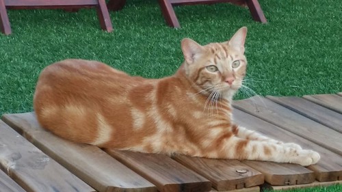 Jagger, gatito naranja y crema tabby de 8 semanas en adopción. Valencia.- ADOPTADO 15927718204_a0ba02eeb7