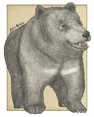 Formosan Black Bear