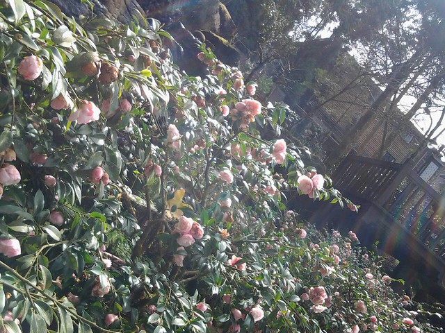 6489茶花園裡花團錦簇的花花朵朵。
