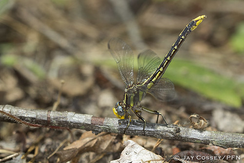 dragonfly indiana clubtail naturephotography macrophotography martincounty insecta photographerjaycossey odonatadamselfliesdragonflies