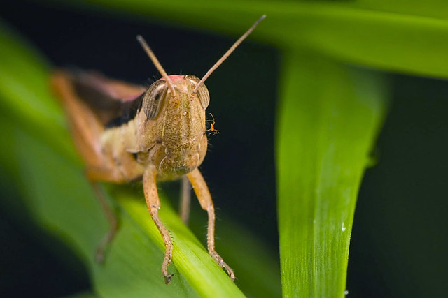terrencechua_grasshopper