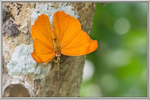temenislaothoe orangebanner mariposa butterfly amorin macro canon10028macro canon7d mariposasdetabasco mariposasdemexico