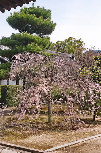 【写真】2013 桜 : 随心院/2021-11-09/IMGP9882
