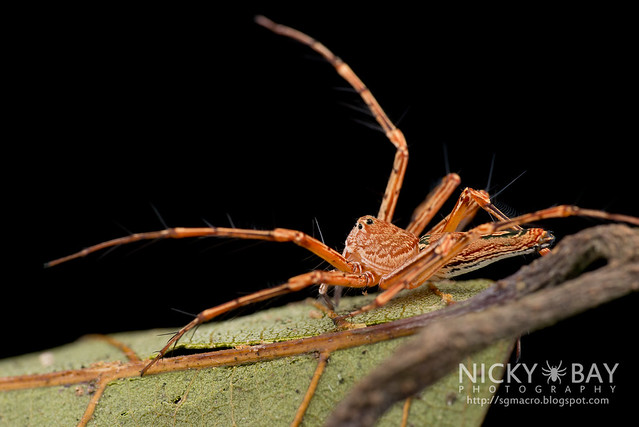 Lynx Spider (Oxyopidae) - DSC_1968