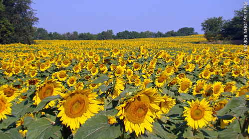 summer august sunflowers sunflower kansas sunflowerfield 2013 leavenworthcounty august2013 summer2013 grinterfarms