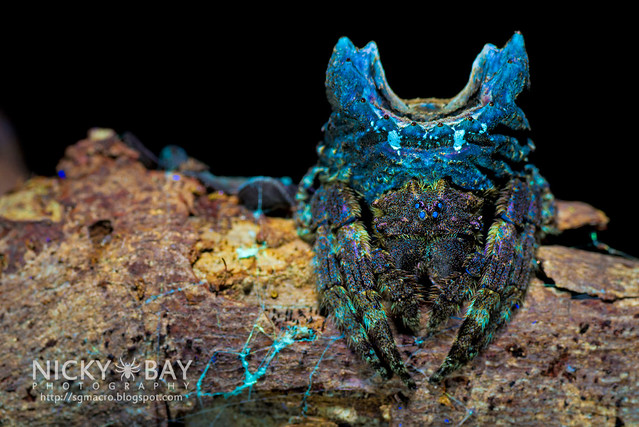 Big-Headed Bark Spider (Caerostris sp.) - DSC_3828