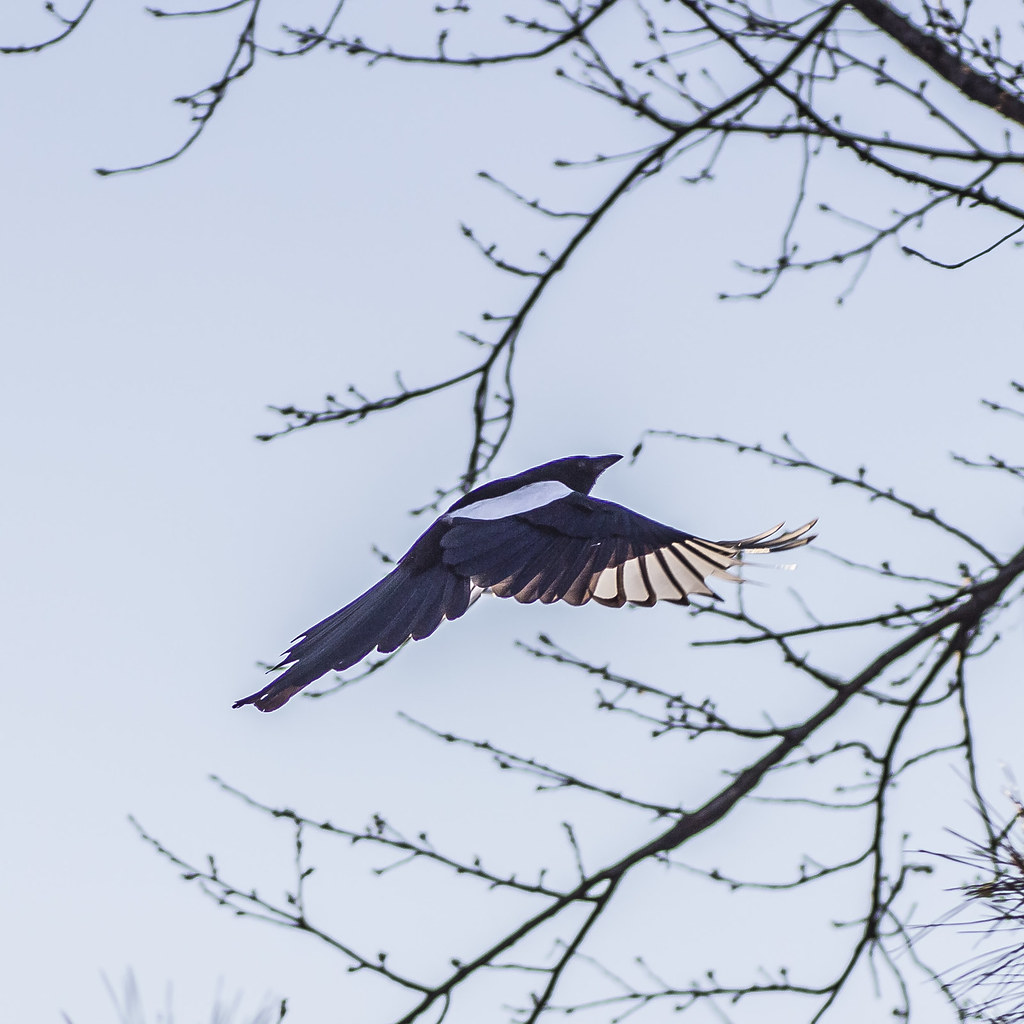Magpie's Flying