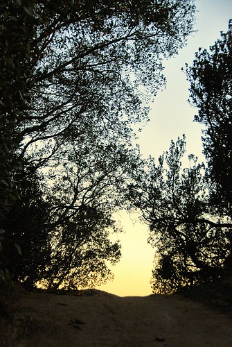 california winter sunset nature digital photo afternoon dusk oaks liveoaks trabucocanyon oneillregionalpark