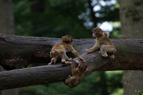 Tres Banditos, pt.9 - baby monkeys - Barbary Macaques - Berberaffen