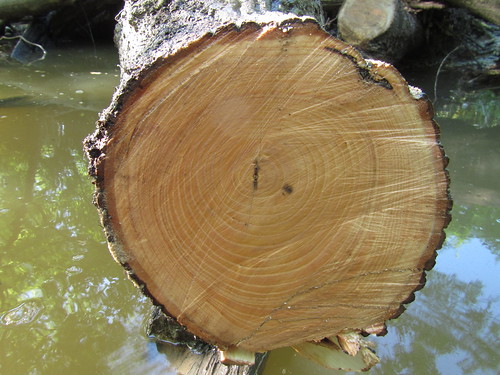 Canoe-sawn wood.