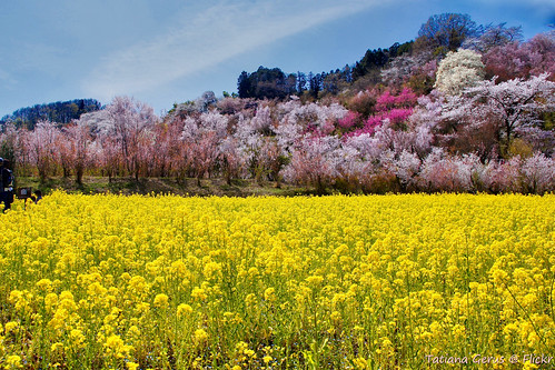 field japan hills sakura fieldofflowers fieldflowers hanamiyama