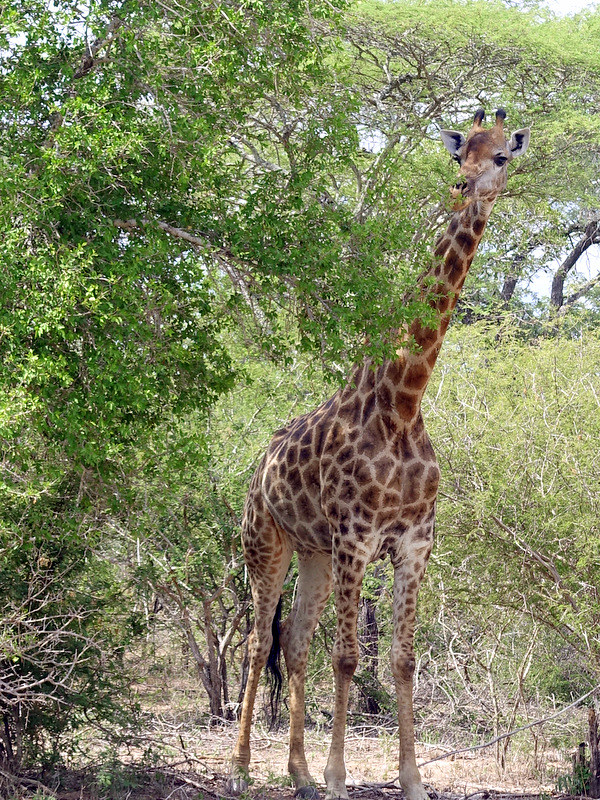 Lion Sands Private Game Reserve- giraffe