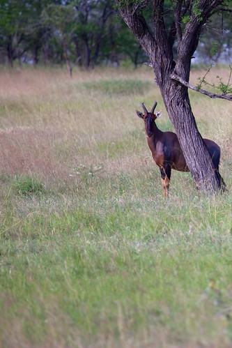 africa landscape tanzania antelope topi tarangire