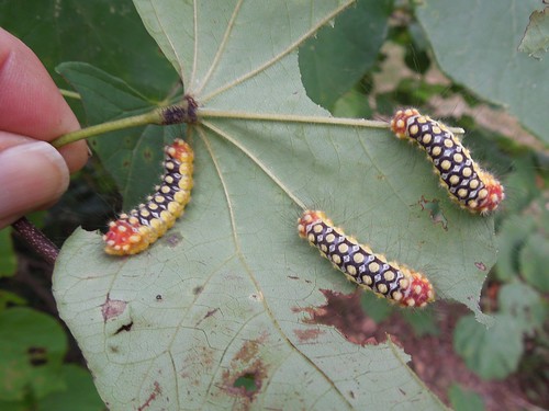 usa insect virginia moth caterpillar va princewilliamcounty norape norapeovina whiteflannelmoth taxonomy:binomial=norapeovina taxonomy:common=whiteflannelmoth