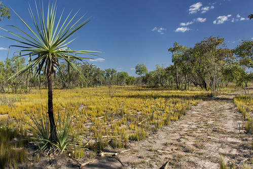 park parco nature landscape nationalpark nt australia kakadu paesaggio northernterritory