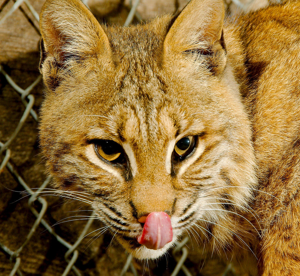 Bobcat (Lynx rufus)_62