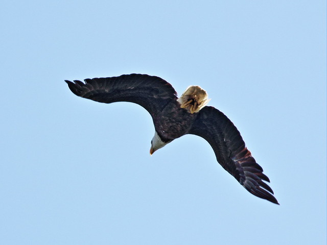 Bald Eagle female in flight 0945AM 20140409