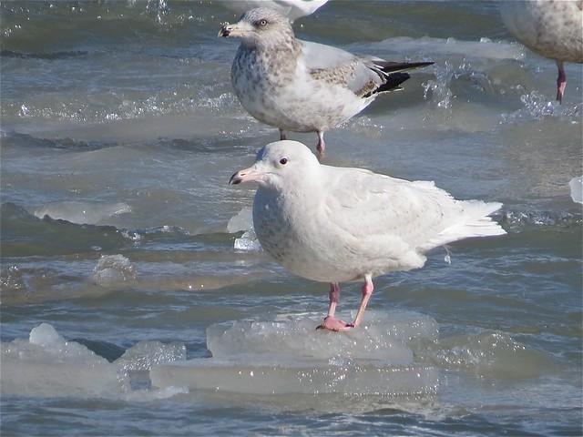 Glaucous Gull (1st Cycle) at North Point Marina in Lake County, IL 14