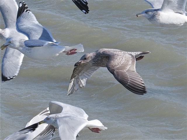 Thayer's Gull (1st Cycle) at North Point Marina in Lake County, IL 09