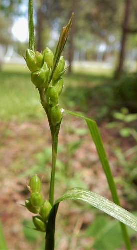 plant wisconsin gray sedge carex grisea