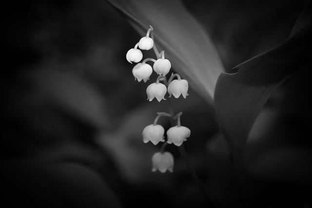 Lily of the Valley in black & white | Flickr - Photo Sharing!