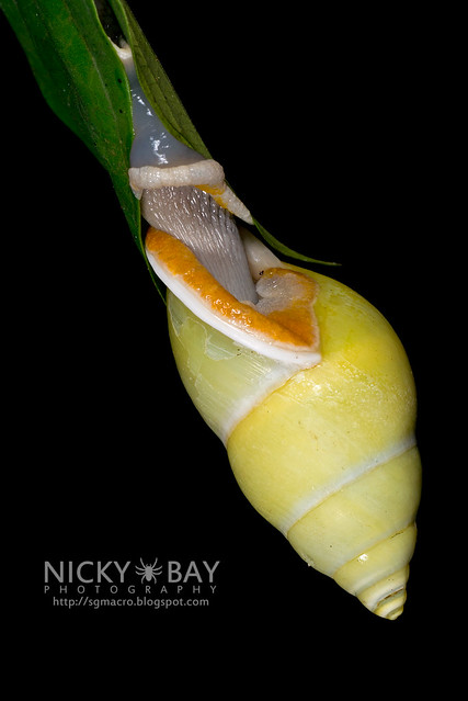 Snail (Gastropoda) - DSC_3768
