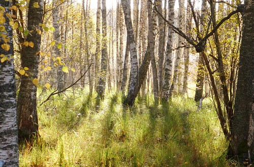 autumn sweden birch uppland