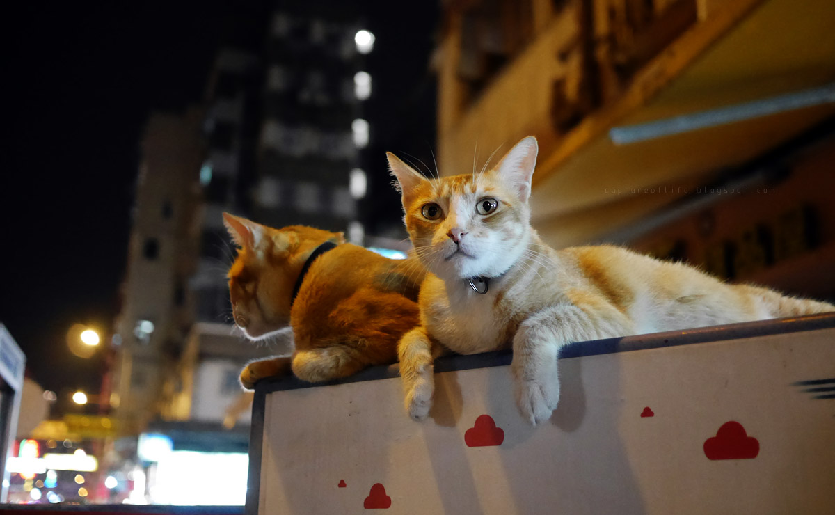 cats in the city