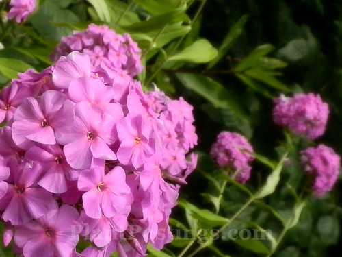 phlox