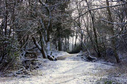 uk morning trees winter sun snow cold woodland hampshire february newforest stevemaskell 2015 hants hwt blashfordlakes naturethroughthelens