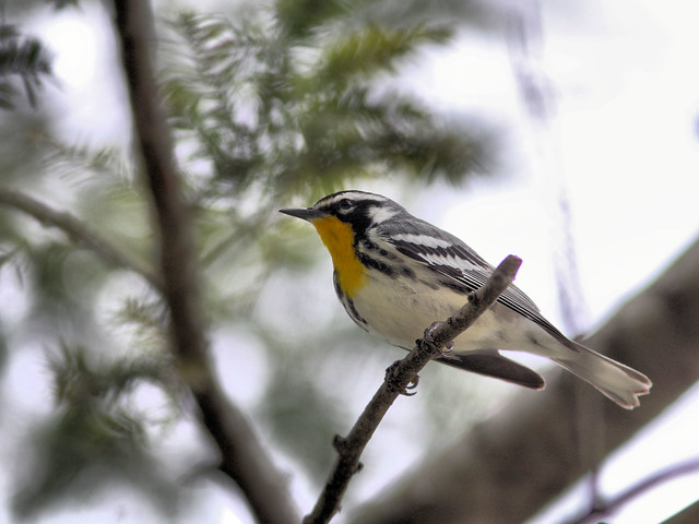 Yellow-throated Warbler HDR 05-20160506