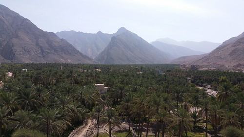 palms view fort orchard plantation oman datepalms nakhl nakhlfort