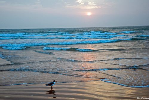 ocean sea bird gulfofmexico sunrise seagull southpadreisland
