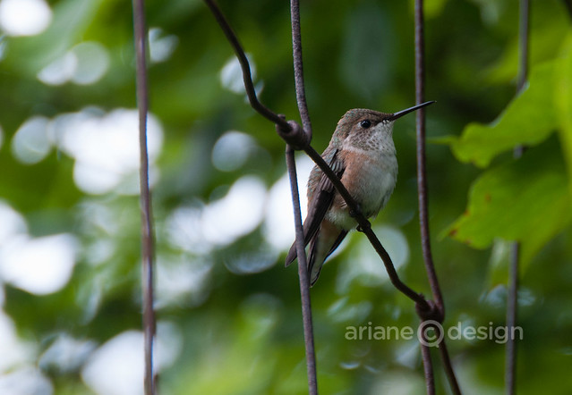 Hastings House Resident Hummingbird