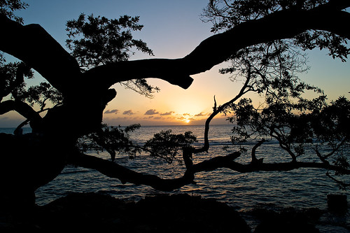 sunset tree jamaica treasurebeach afsdxzoomnikkor1755mmf28gifed