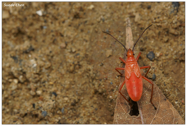 暗斑大棉紅椿(若蟲) Dysdercus fuscomaculatus Stål, 1863